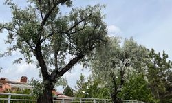 Konya’yı iğde çiçeği kokuları sardı
