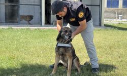 Bomba arama köpeğine vefa dolu veda