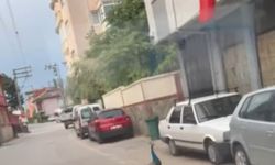 Sokak ortasında gezen tavus kuşunu görenler gözlerine inanamadı