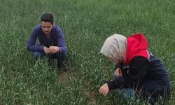 Kulu’da süne sürveyi devam ediyor