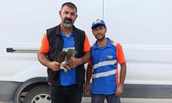 Yaralı kızıl şahine Karapınar'da şefkat eli
