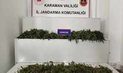 698 adet kenevir ele geçirildi