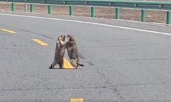 Daha önce dağ sıçanın kavgasını görmüş müydünüz?