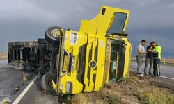TIR devrildi içindeki angus cinsi hayvanlar kayıplara karıştı