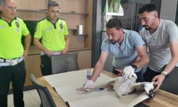 Yaralı leyleğe polisten şefkat eli