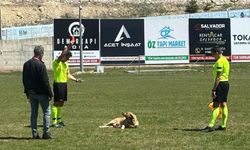 Sahaya giren köpeğe ne yaptı?