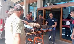 Ağaç keserken kendini de yaraladı