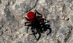 Bu böceği görürseniz dikkat edin