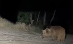 Anne ayı ve 2 yavrusu yiyecek ararken görüntülendi