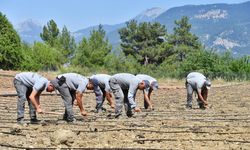Çandır fasulyesi yeniden toprakla kavuştu