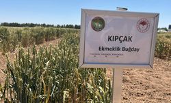 Tarladan dünyaya: Türk tohumu 117 ülkede!