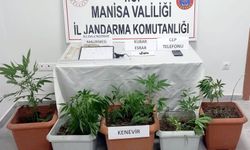 Kenevir yetiştirilen eve dev operasyon