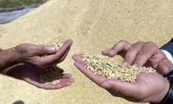 Yılın ilk 5 ayında yapılan hububat ihracatı ne kadar?