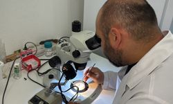Kene faunası değişiyor; yeni türler takip altında