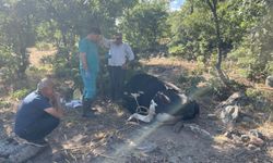 Kaybolan inek drone ile bulundu