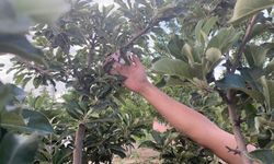 Konya'da don vuran elma ağacı çiçek açtı