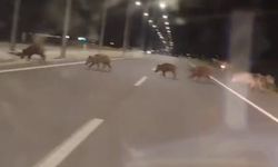 Yaban domuzları yolu kapattı