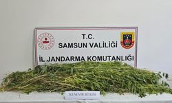 Dev operasyonda 5 bin 608 kök kenevir ele geçirildi