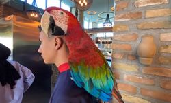 Restorana papağan operasyonu !