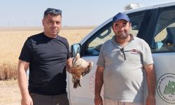 Yaralı Şahin koruma altında
