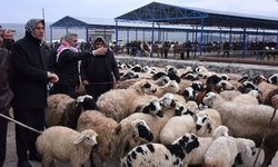 Türkiye alarma geçti: Şap tehlikesi 81 ili sardı