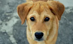 'Köpek' deyip geçmeyin: Teşhis koyabiliyorlar!