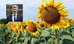 Ayçiçekleri tekrar güne baksın!