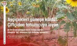 Ayçiçekleri güneşe küstü! Çiftçiden tohumcuya isyan