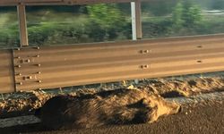 Aniden yola çıkan domuz kazaya neden oldu: 5 yaralı