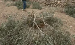 Batı Şeria'da ağaç katliamı