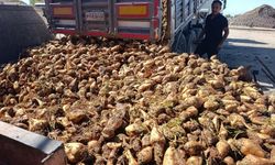 TÜRKŞEKER yeni sezon şeker pancarı alım fiyatını duyurdu