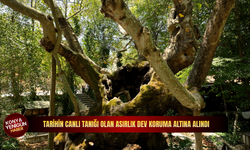 Tarihin canlı tanığı olan asırlık dev koruma altına alındı