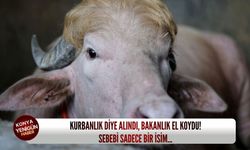Kurbanlık diye alındı, bakanlık el koydu! Sebebi sadece bir i̇sim...