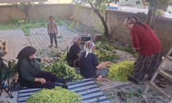 Komşuluk ruhu ıhlamur dallarında yeşerdi: Konya’da hasat dayanışma şölenine dönüştü