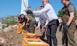 Nunu Vadisi’nde görsel şölen: Karaman’da doğal dengeyi koruyacak yüzlerce kınalı keklik doğaya bırakıldı!