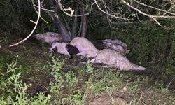 İnegöl'de sağanak kabusa döndü: Sürü sahiplerini kahreden doğal afet