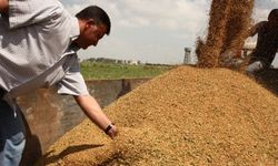 Çiftçinin gözü aydın! Ödemeler hesaplara erken yatacak