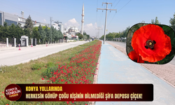 Herkesin görüp çoğu kişinin bilmediği şifa deposu çiçek!