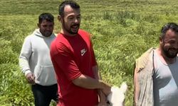 Kurban Bayramı'ndan önce kaçtı 45 gün sonra ortaya çıktı!