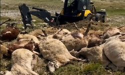 Yıldırım faciası! Merada otlayan 26 koyun bir anda telef oldu