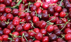 Kiraz para etmeyince üretici baltayı vurdu