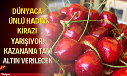 Dünyaca ünlü Hadim kirazı yarışıyor! Kazanana tam altın verilecek