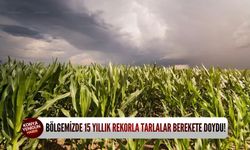 Bölgemizde 15 yıllık rekorla tarlalar berekete doydu!