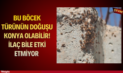 Bu böcek türünün doğuşu Konya olabilir! İlaç bile etki etmiyor