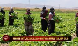 Konya’da marul üreticisi alarm verdi: Fiyatlar maliyetin altına düştü