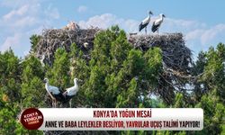 Konya’da yoğun mesai: Anne ve baba leylekler besliyor, yavrular uçuş talimi yapıyor!