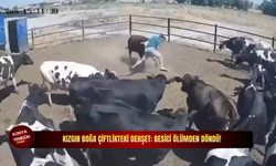 Kızgın boğa çiftlikteki dehşet: Besici ölümden döndü!
