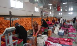 Türkiye’nin havuç deposunda hasat zamanı: Konya’dan dünyanın dört bir yanına turuncu sevkiyat!