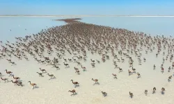 12 bini aşkın yavru Konya kuluçkasında büyüyor!