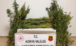 Cihanbeyli’de yasa dışı kenevir operasyonu: Yüzlerce kök ele geçirildi